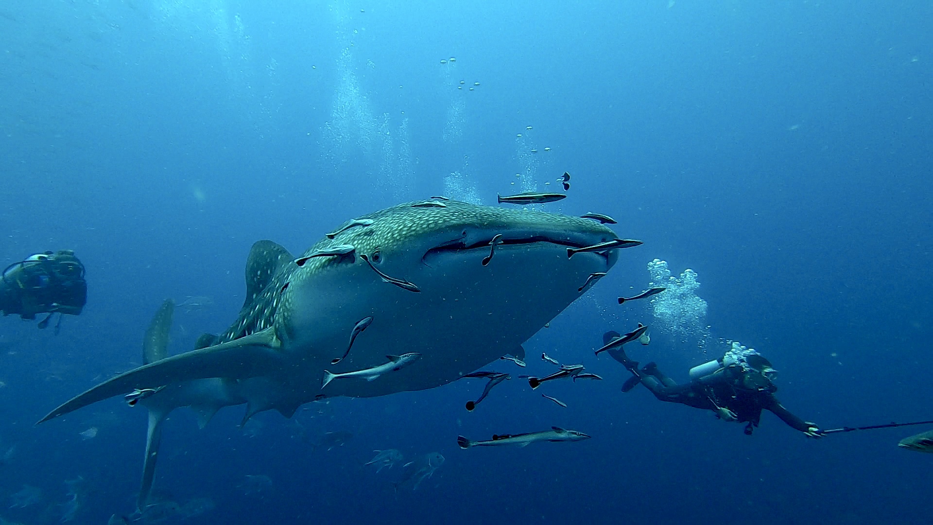 Similan Islands & Richelieu Rock Liveaboard – 4 Days / 4 Nights
