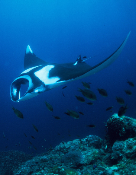 Special Christmas | Similan Islands & Richelieu Rock Liveaboard – 4 Days / 4 Nights