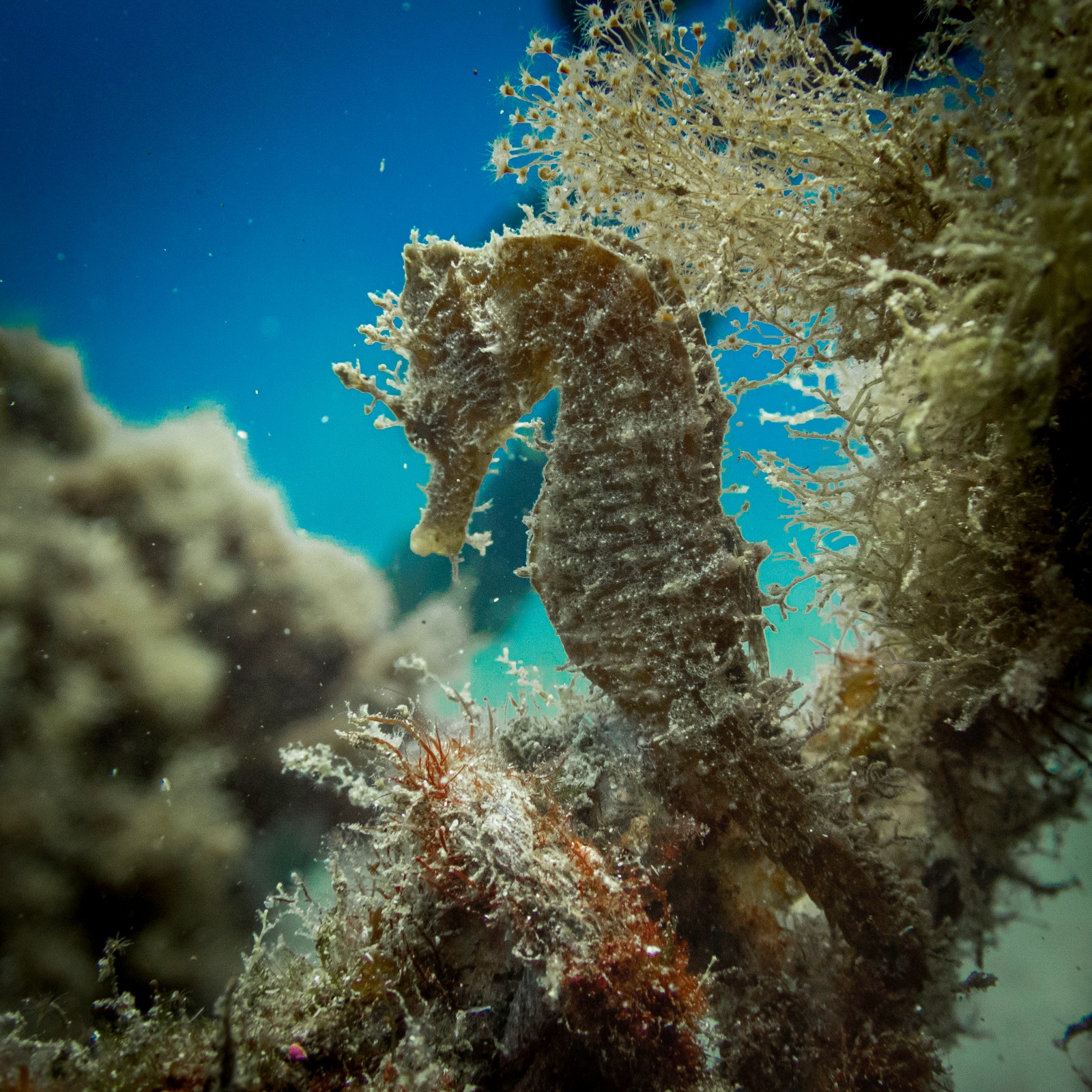 Bautismo de Buceo PADI Discover Scuba Diver