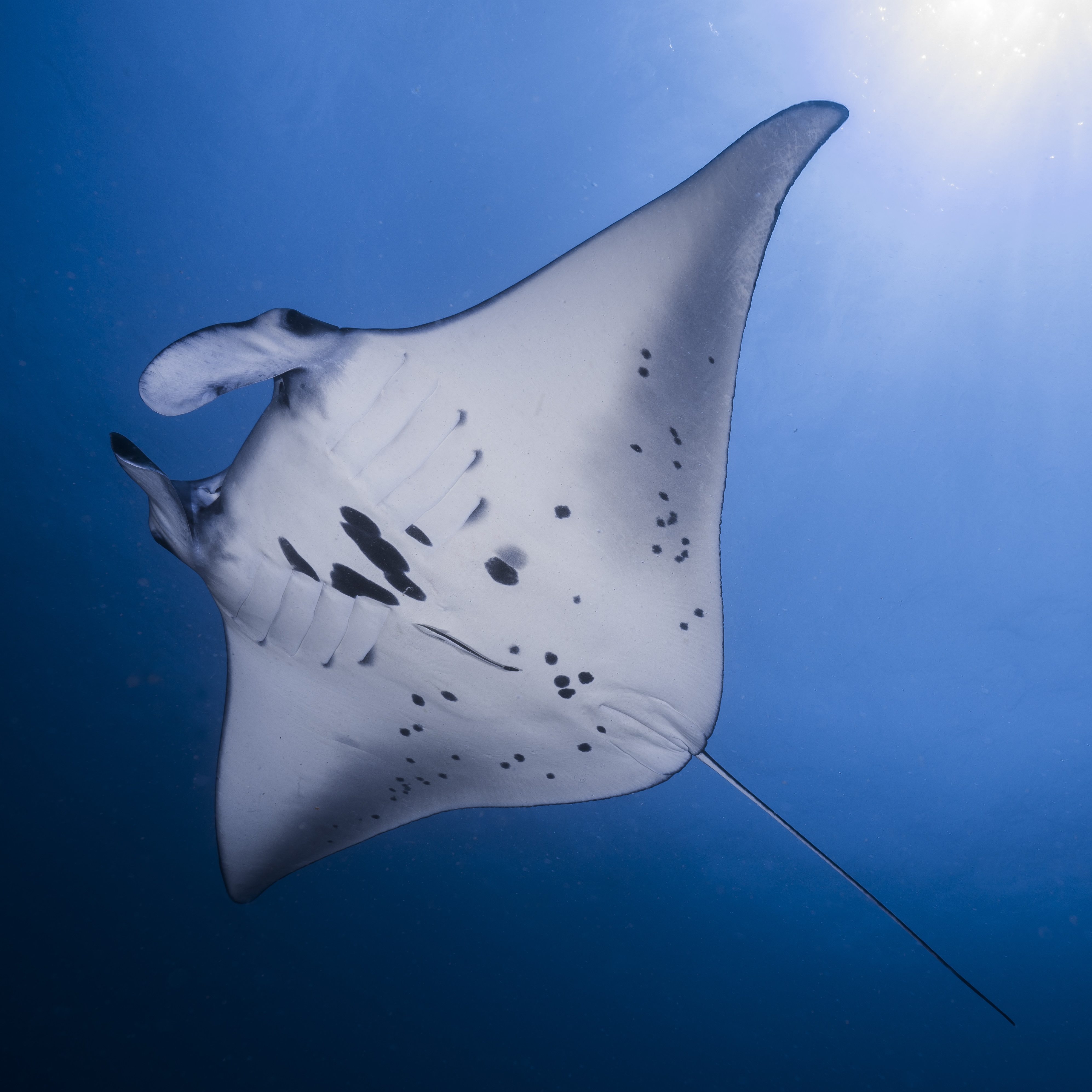 Fun dive with manta rays (certified divers) at Sanctum Dive Nusa Penida Bali