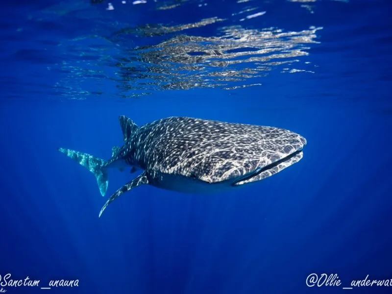 Try Dive with manta rays at Sanctum Dive Nusa Penida Bali
