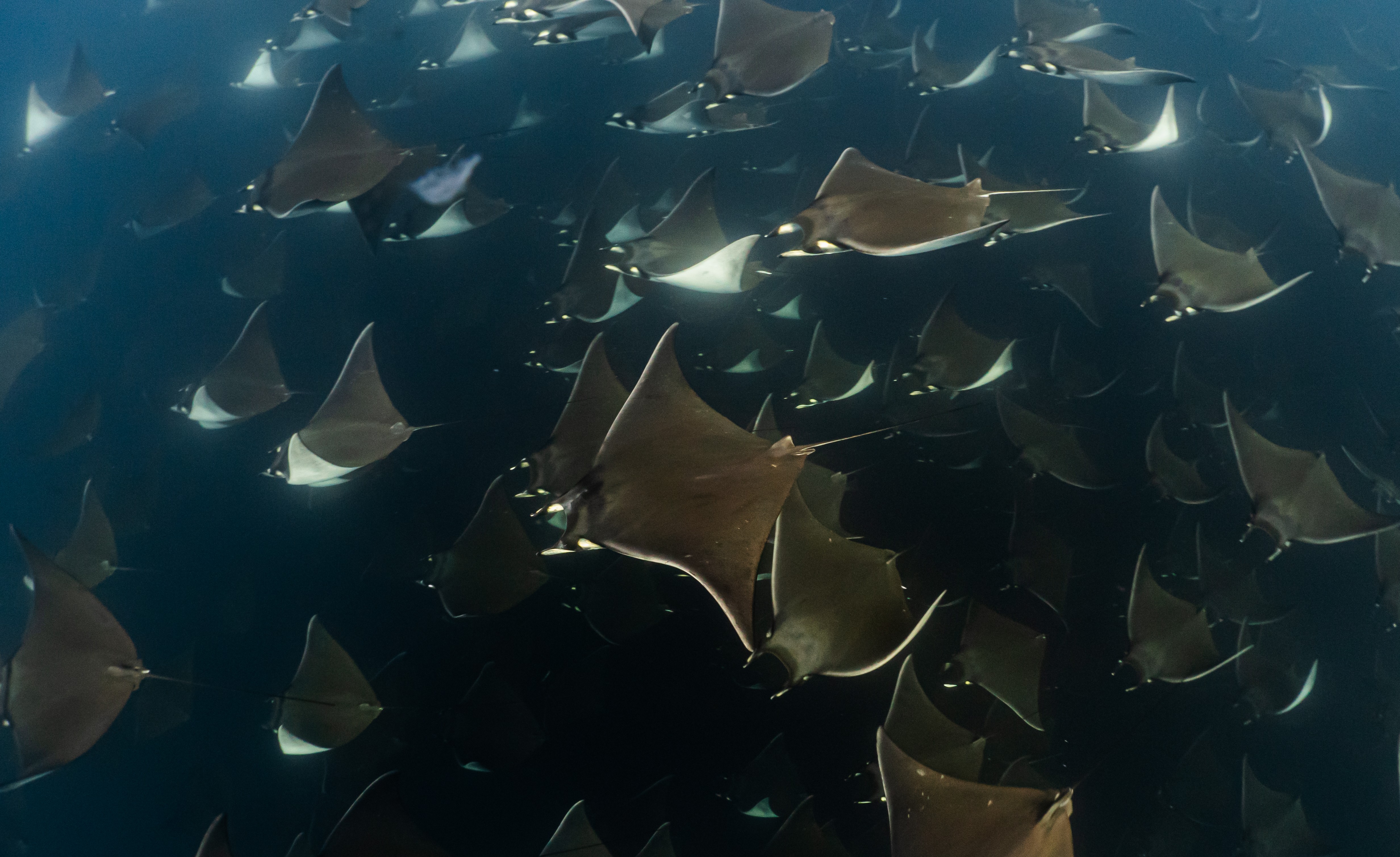 Summer Mobula Rays 4 Dives + 1 Ocean Safari 