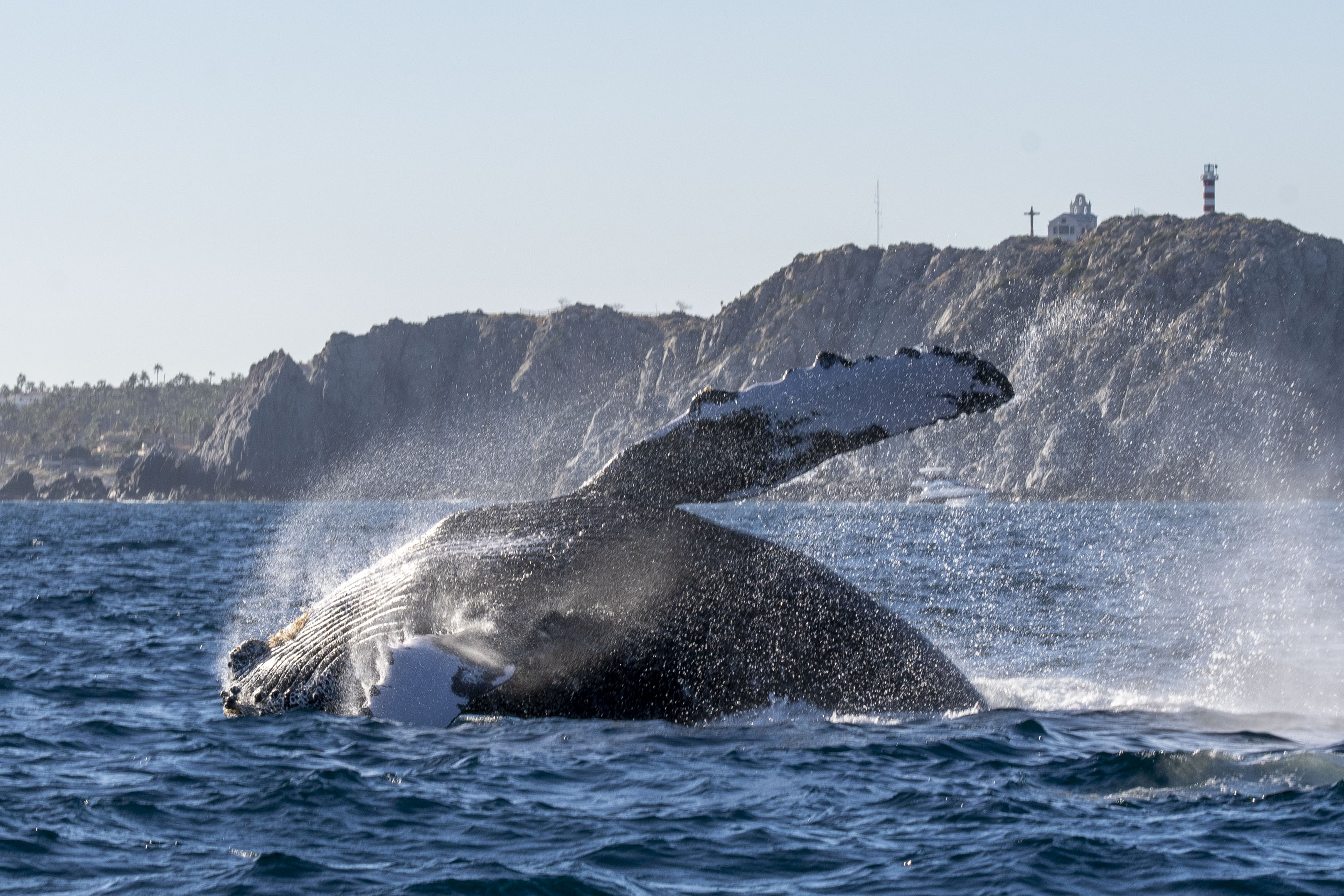 Whale Watching & 2 Tank Dive Combo