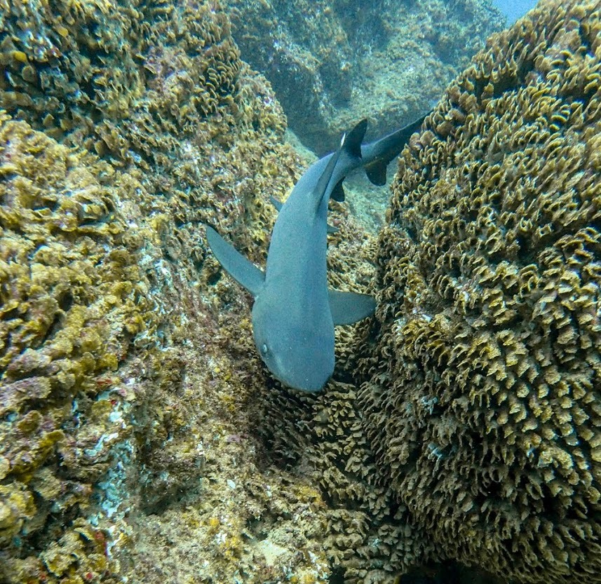 2 Tank Certified Dive Cabo Marine Reserve Private Guide