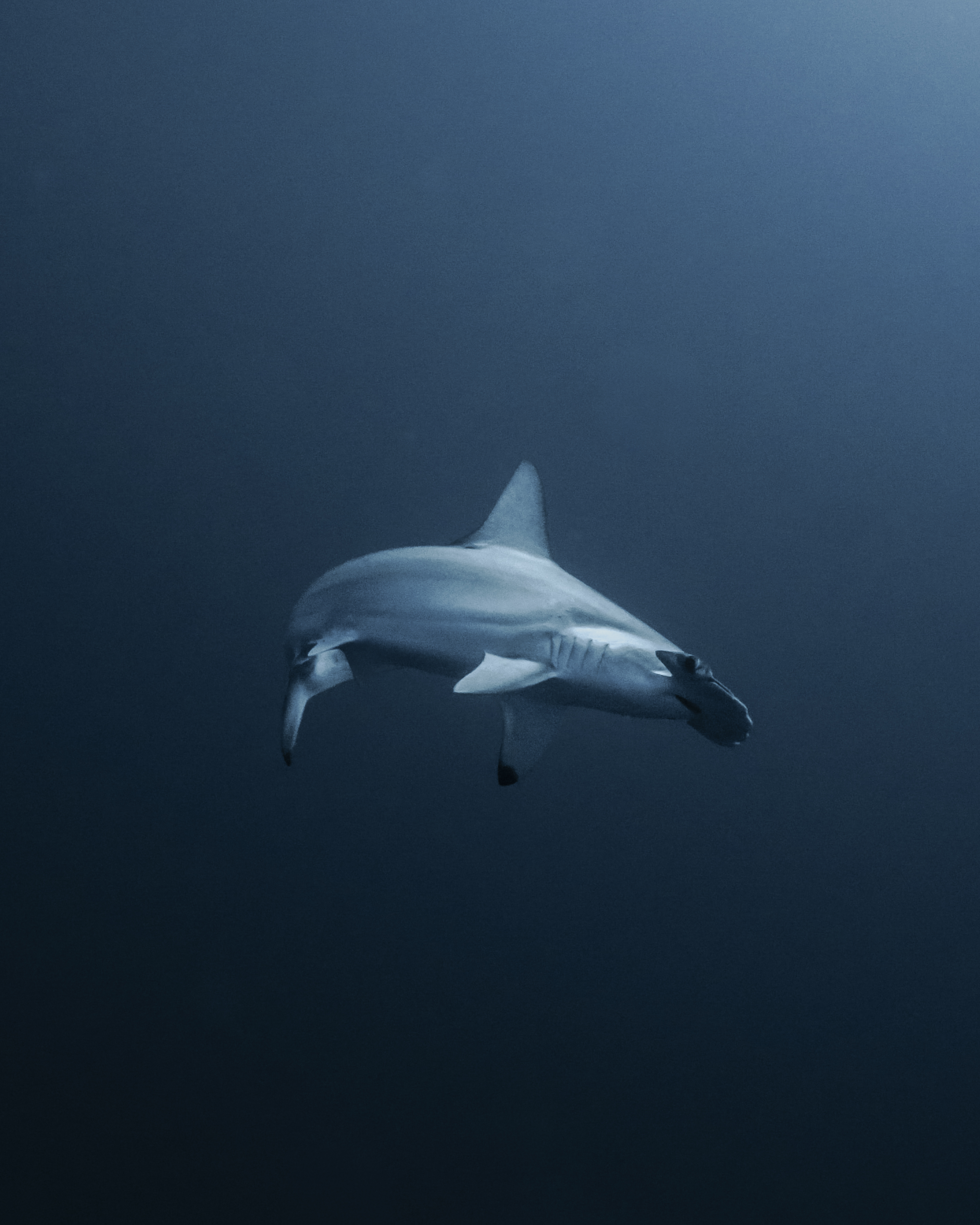 Gordo Banks Hammerhead Package 4 Dives 2 Days 