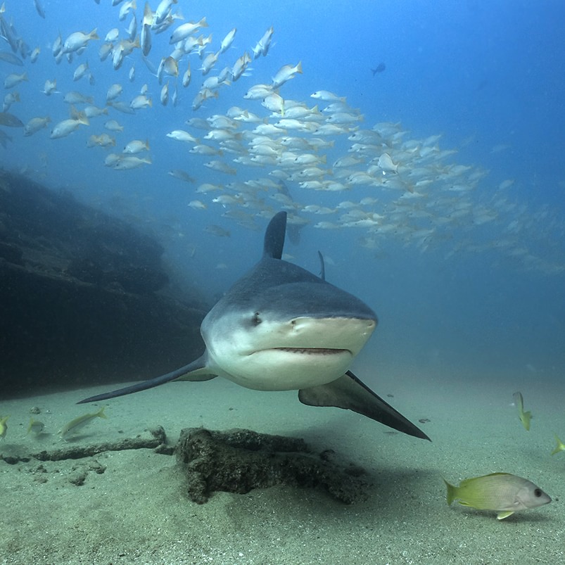 Best of Baja | 5 day x 12 Dives 