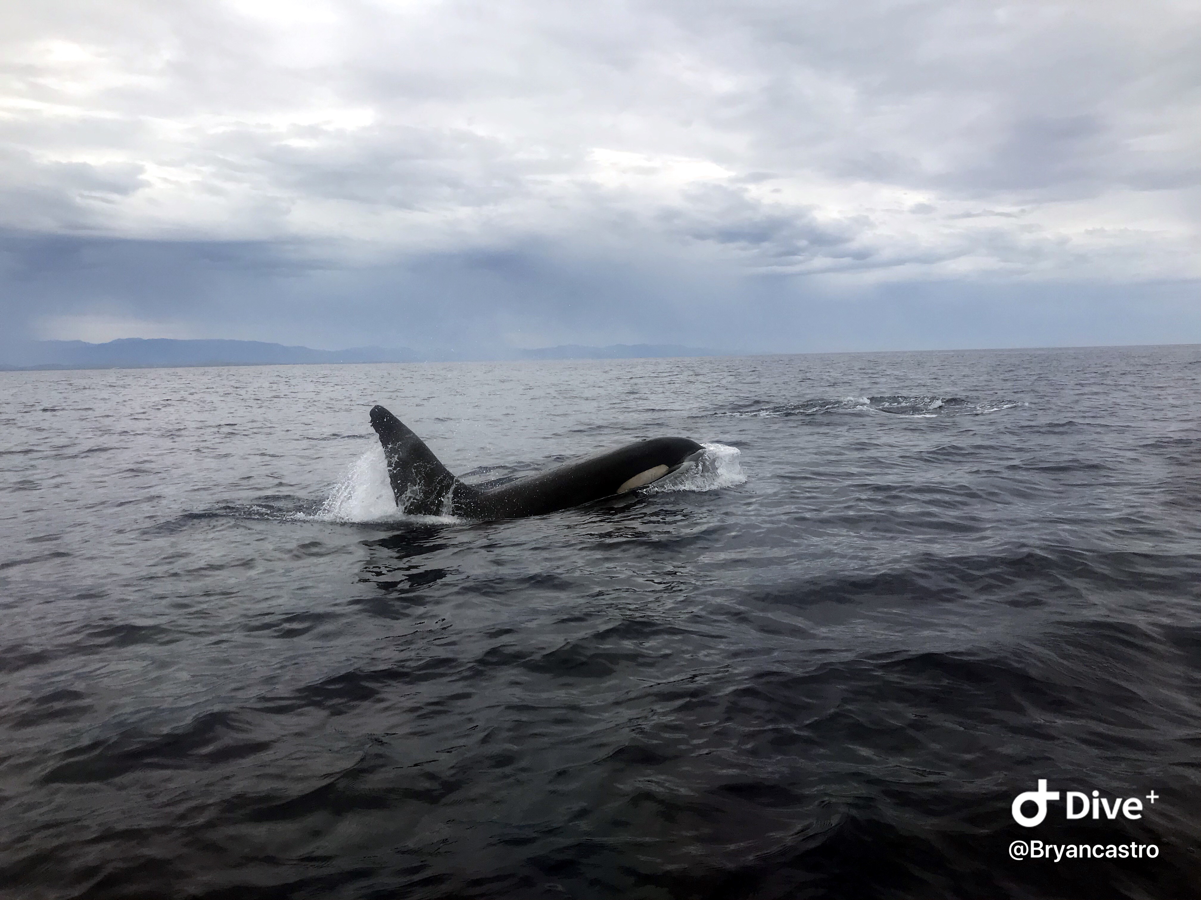 Avistamiento de ballenas