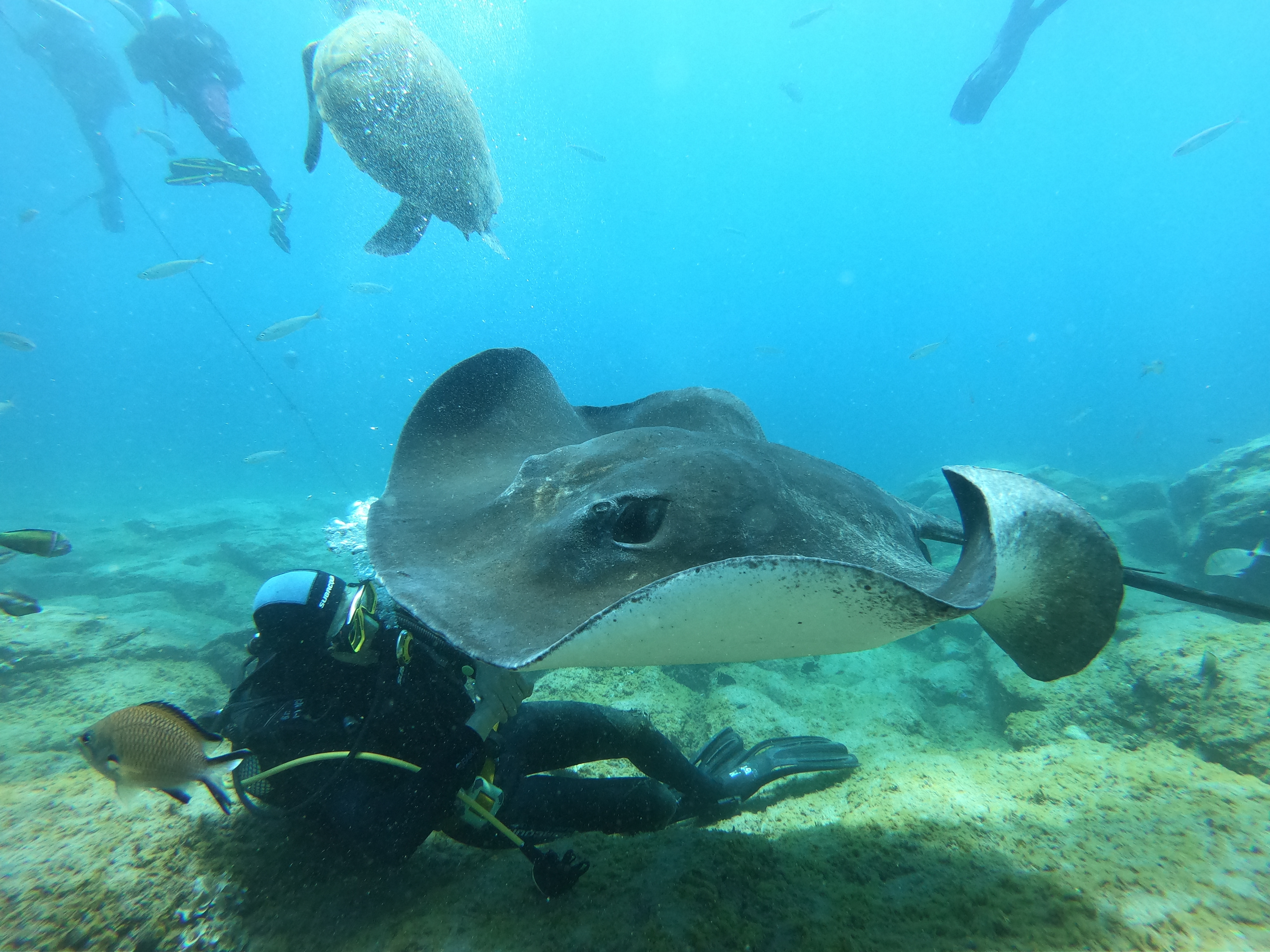 Fun  boat dives for certified divers