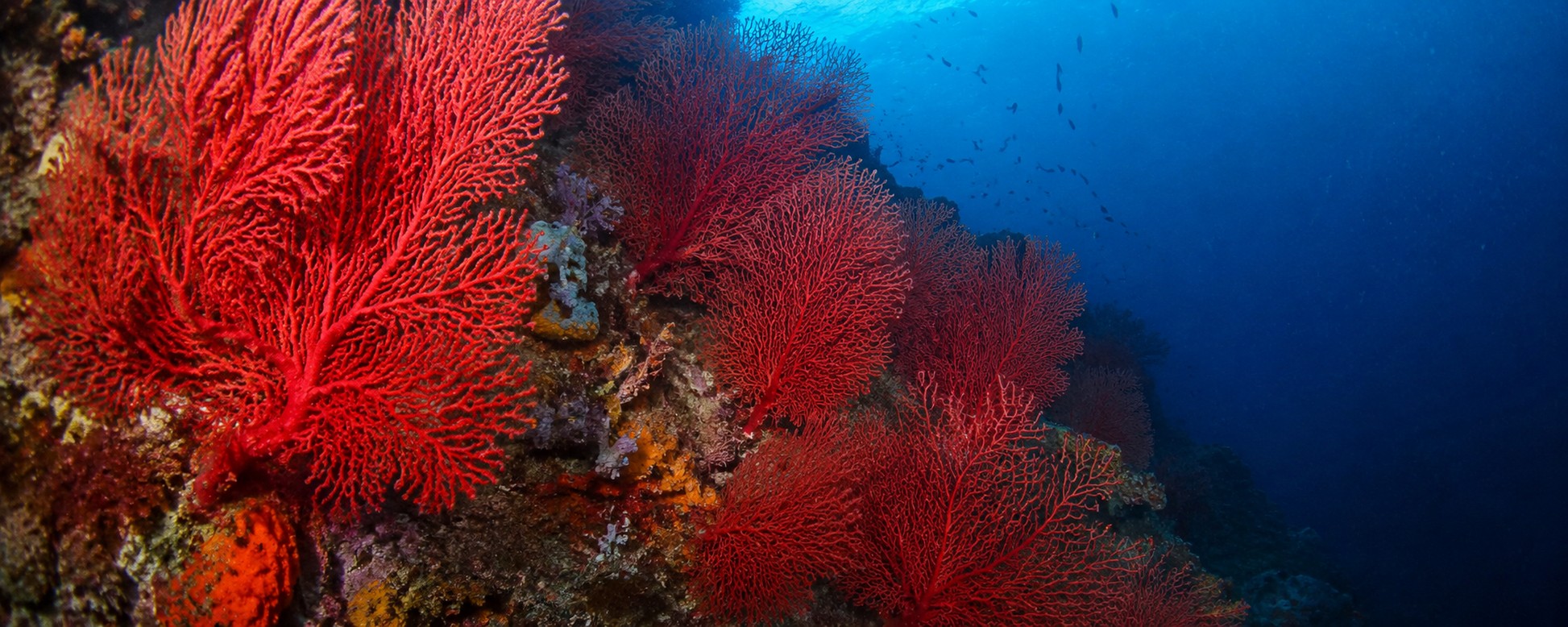 Guía de Buceo en la Costa Brava: Los mejores puntos desde costa y barco