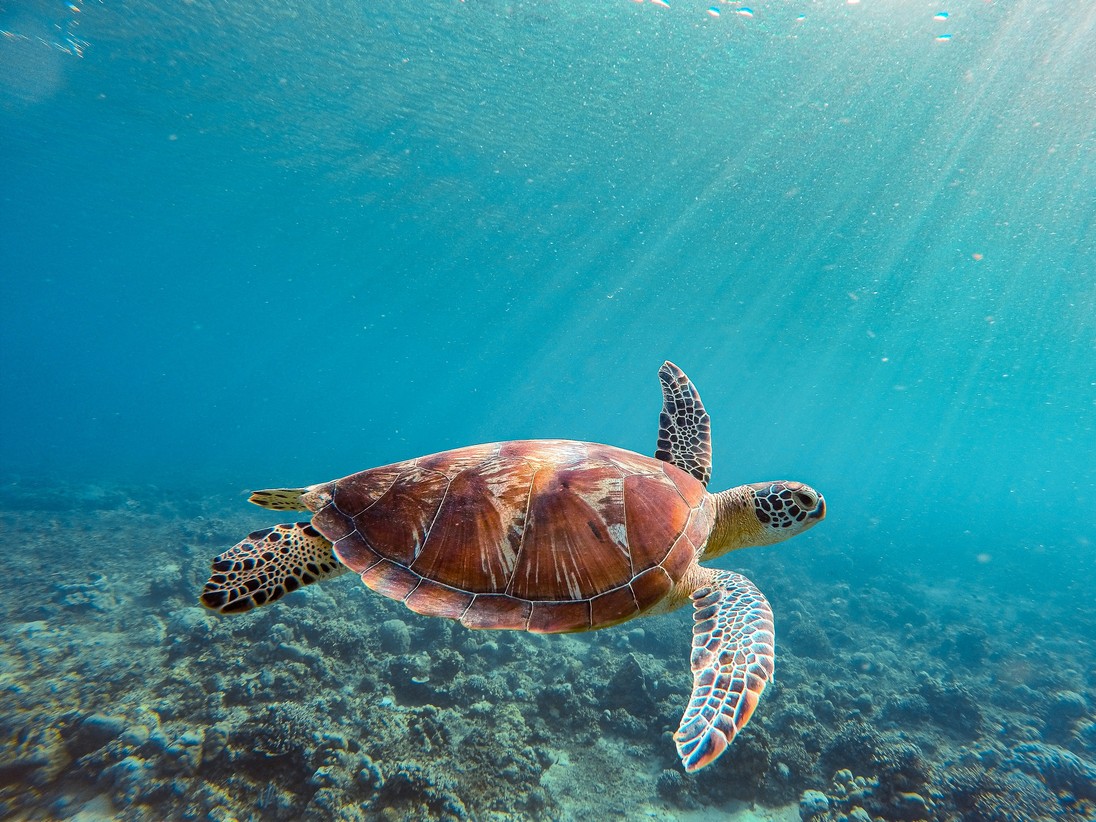 Guía de Buceo en Tenerife: Tortugas, Rayas y Volcanes Bajo el Atlántico