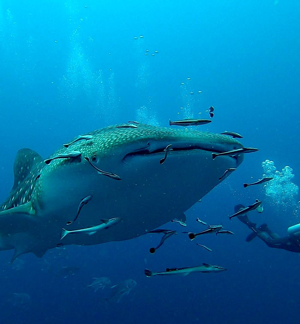 Similan Islands & Richelieu Rock Liveaboard – 4 Days / 4 Nights