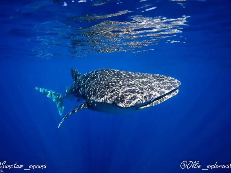 Try Dive with manta rays at Sanctum Dive Nusa Penida Bali