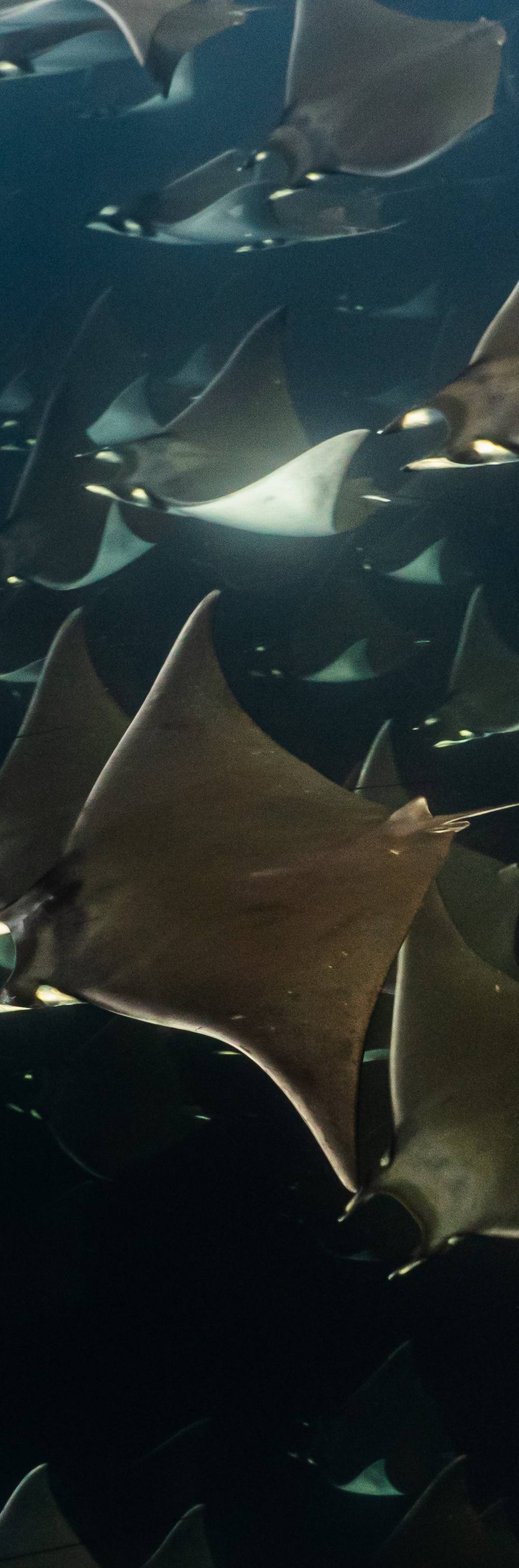 Summer Mobula Rays 4 Dives + 1 Ocean Safari 