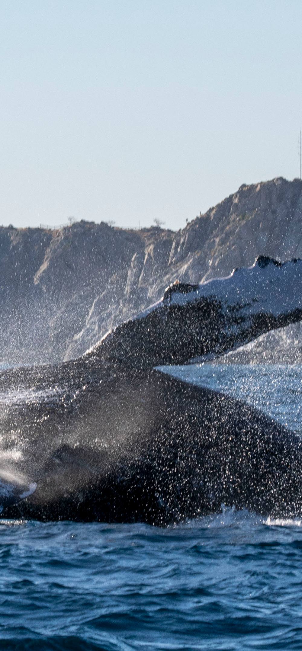Whale Watching & 2 Tank Dive Combo