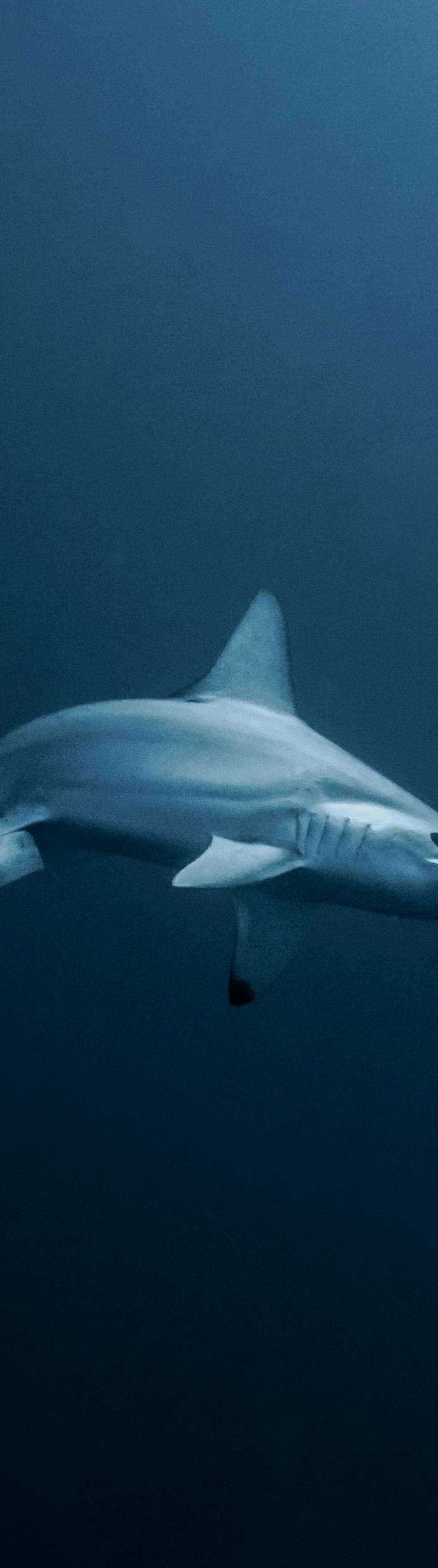 Gordo Banks Hammerhead Package 4 Dives 2 Days