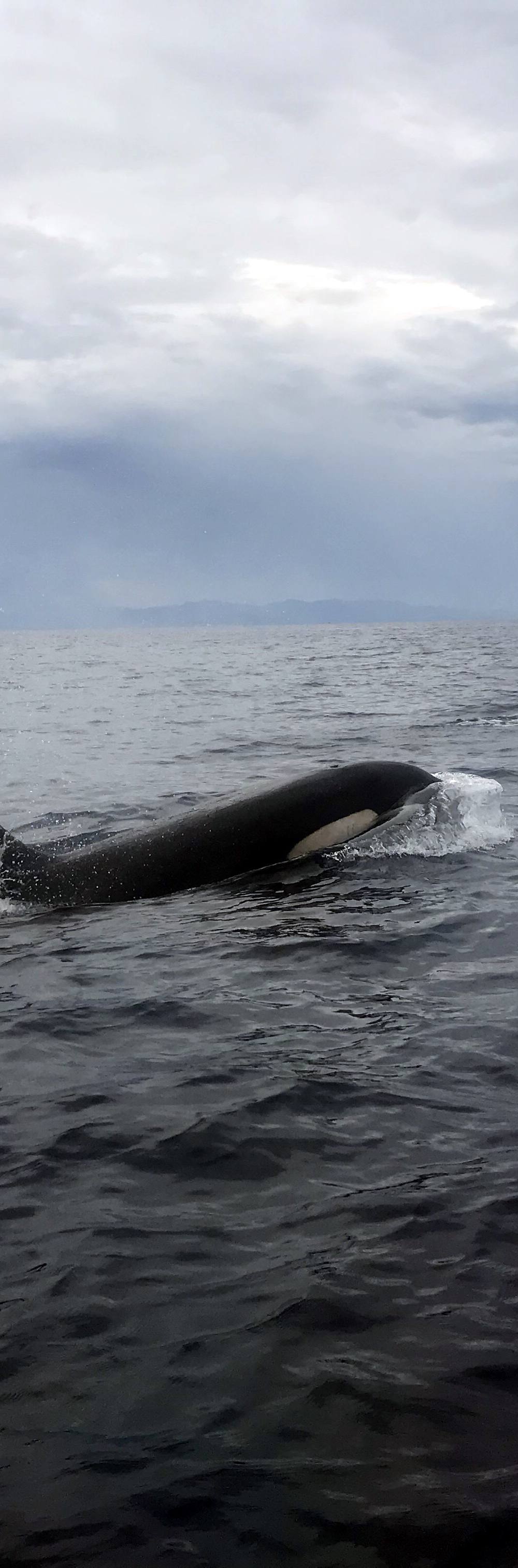 Avistamiento de ballenas
