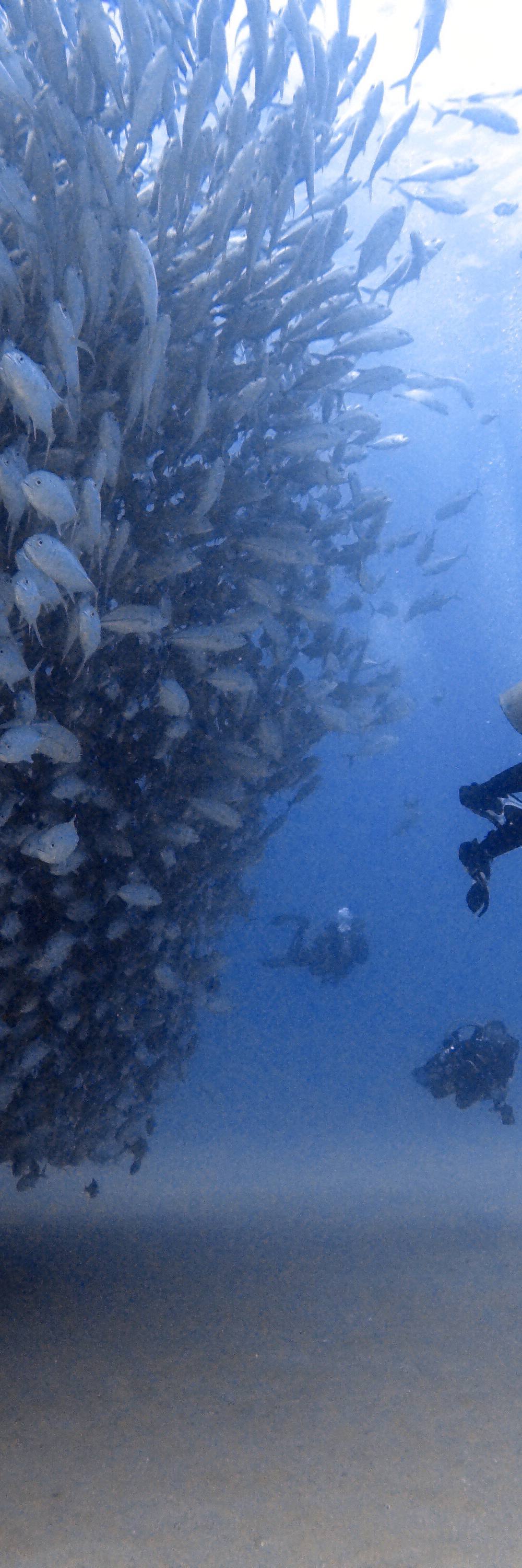 Scuba Diving