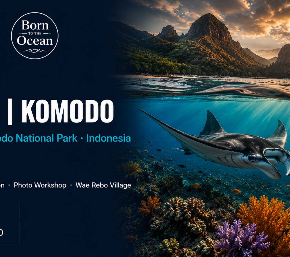 Wild Current - Komodo