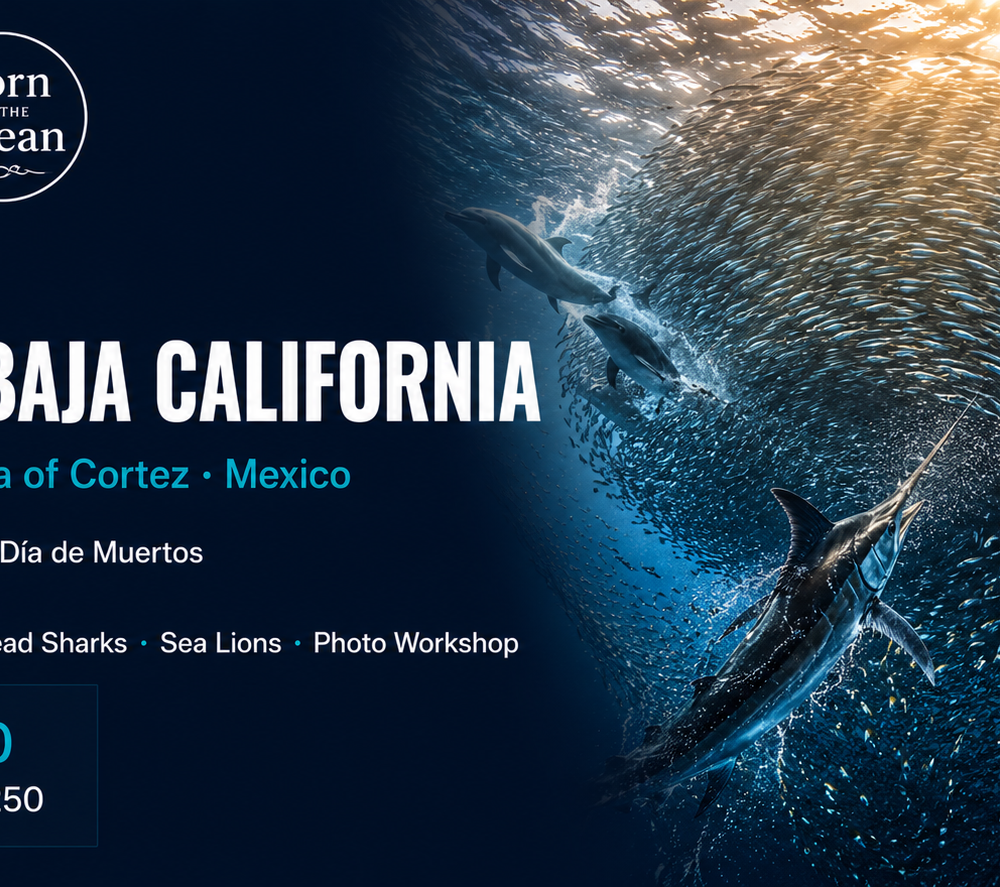 Baja California Sur - Into the Blue Expedition