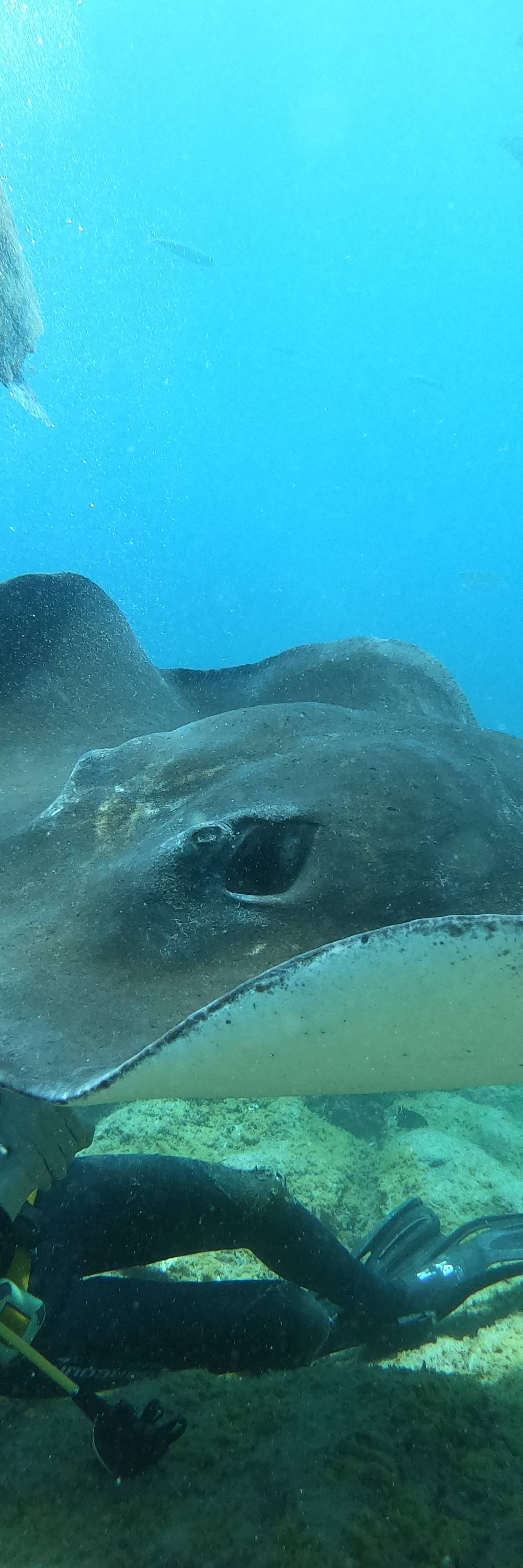 Fun boat dives for certified divers