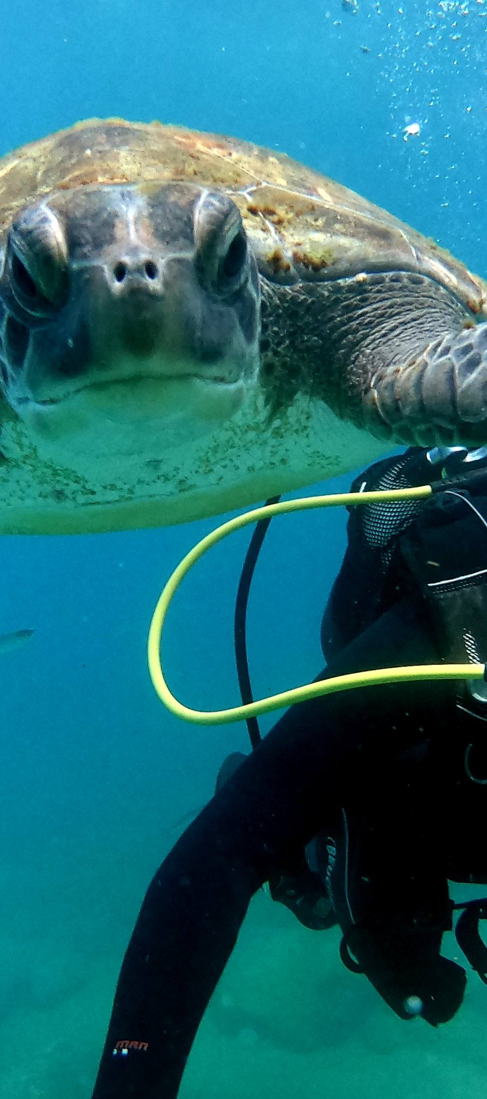 Bautizo de buceo infantil en Tenerife (hasta 2 metros)